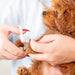 Person trimming a dog's nails with a white background