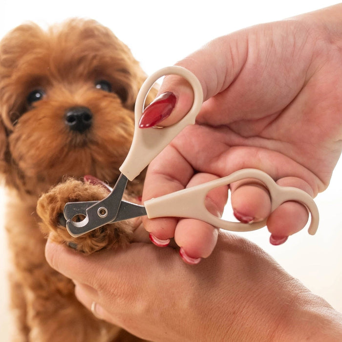 A close-up of a person's hands holding a small brown dog while using beige pet nail clippers on the dog's front paw, against a clean white background.