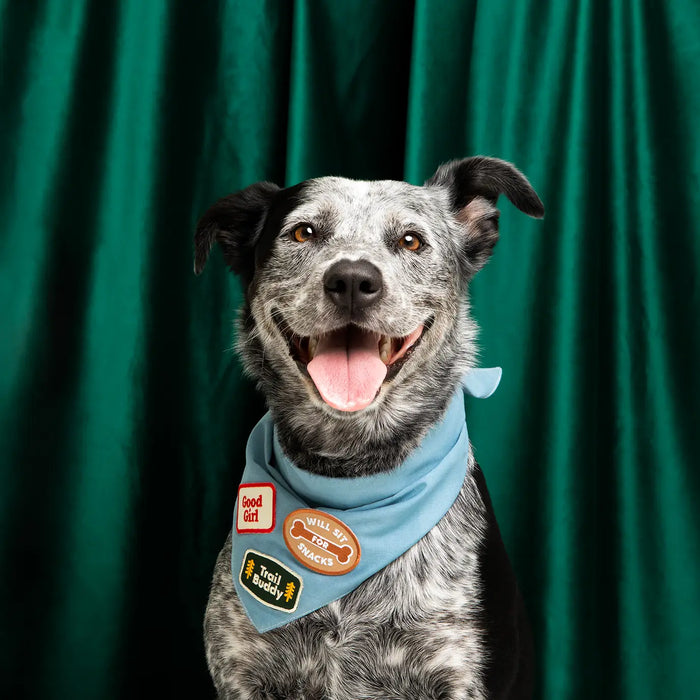Scout's Honour, Good Girl, Iron-On Patch for Pets