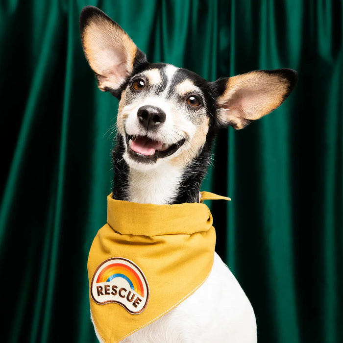 Scout's Honour, Rescue Dog, Iron-On Patch for Pets