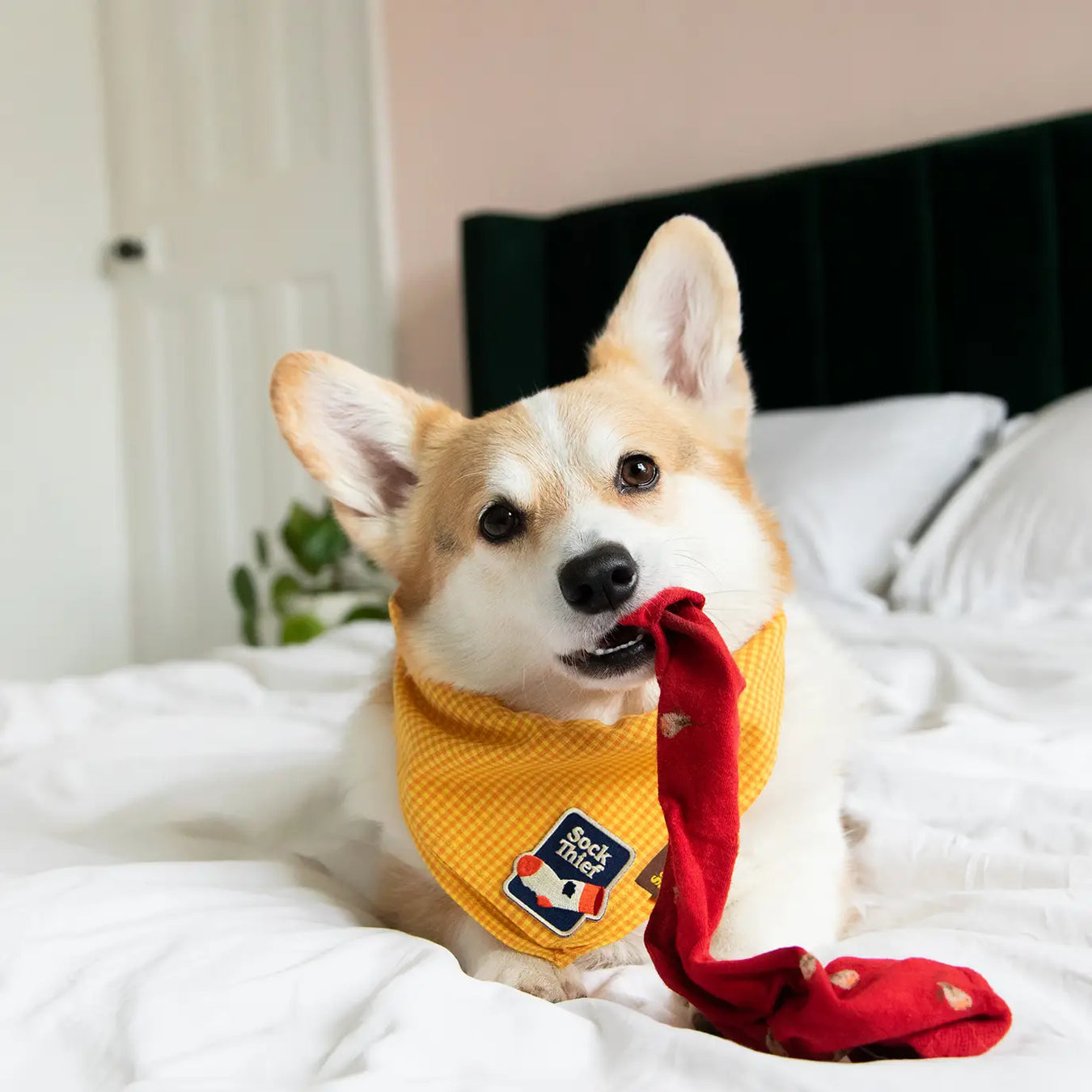 Dog Merit Badges by Scout's Honour