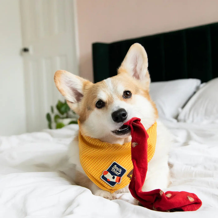 Scout's Honour, Sock Thief, Iron-On Patch for Pets