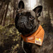Dog wearing a collar with patches in a forest setting