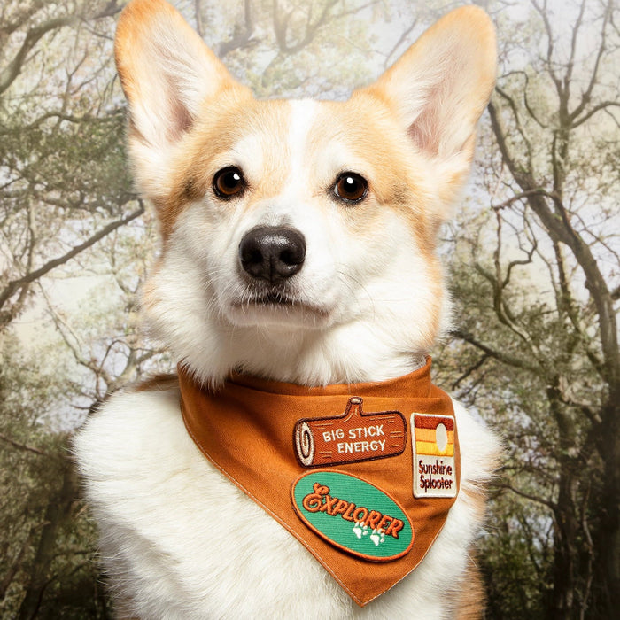 Dog wearing a bandana with outdoor-themed design in a forest setting
