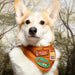 Dog wearing a bandana with outdoor-themed design in a forest setting