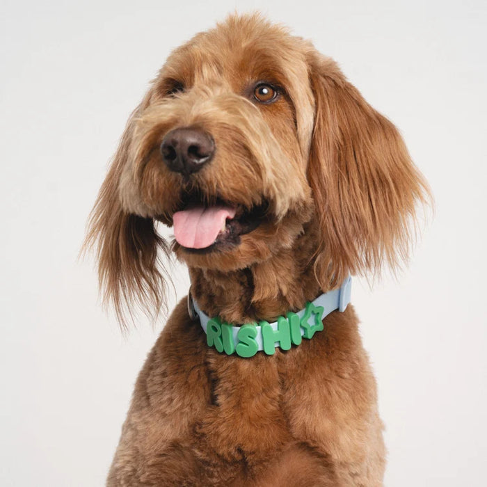 Springland Dog Collar Charms