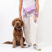 Person holding a purple dog leash and two bags, standing next to a brown dog on a white background