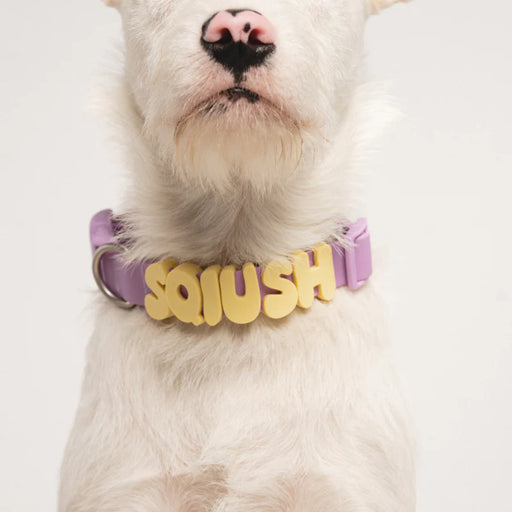 colourful collar on a dog