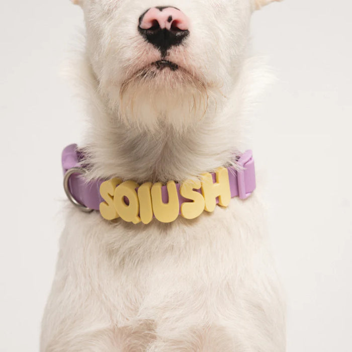 colourful collar on a dog