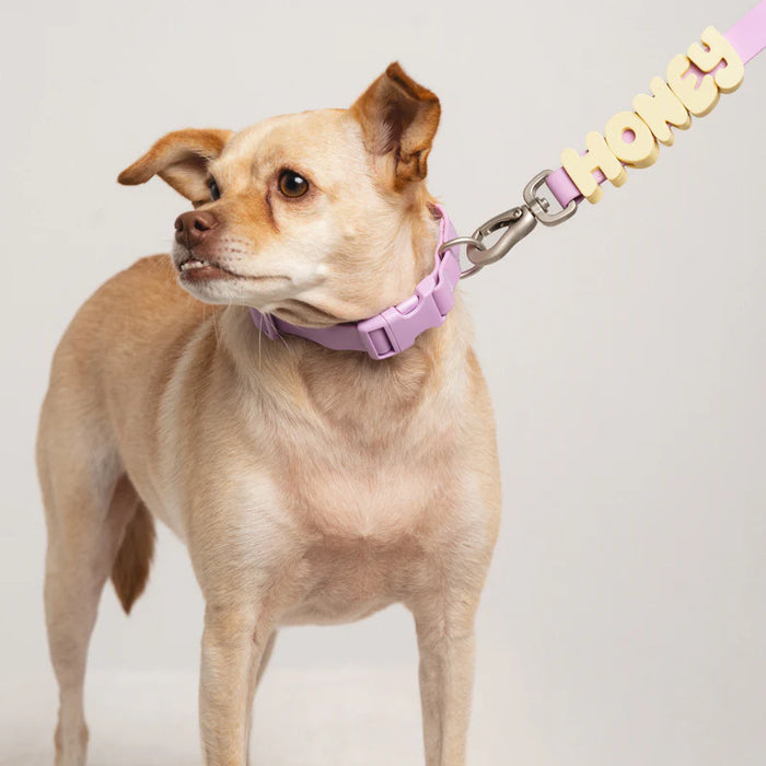 colourful collar on a dog