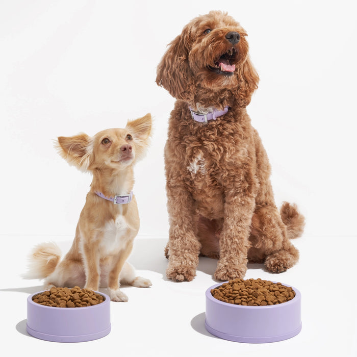 Non-Slip Silicone Based Stainless Steel Pet Bowl - 2 Sizes / 3 Colours