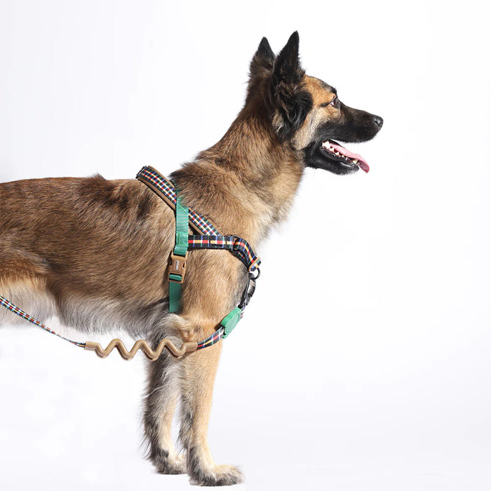 a dog wearing a harness and lead on a white background