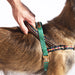 a hand holding a handle on a dog harness being work by a dog