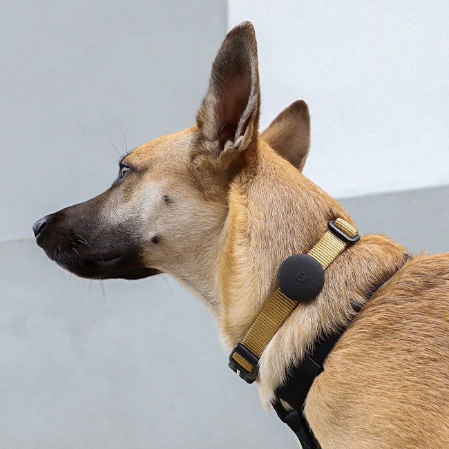 Zee.Dog Dog Collar & Harness Apple AirTag Holder - Gotham