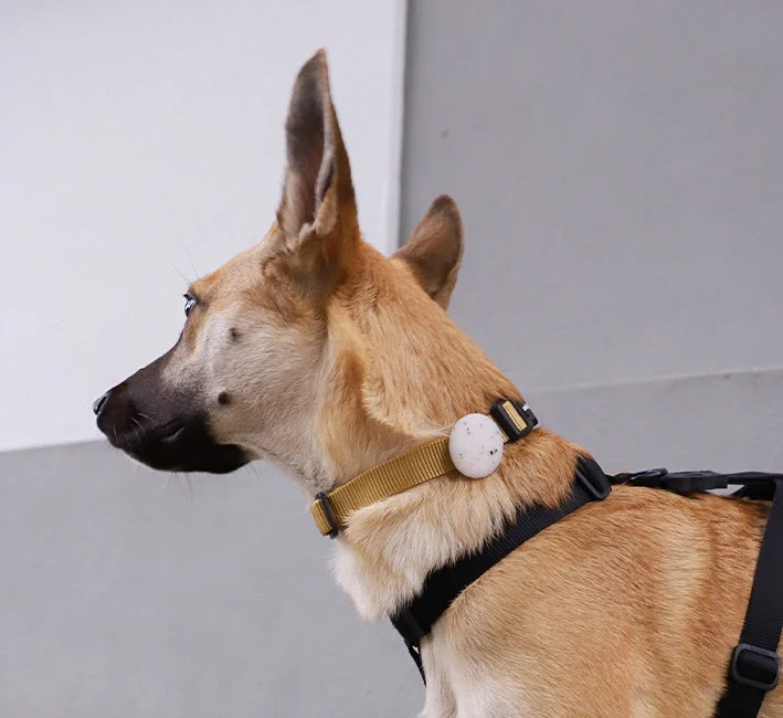 Dog wearing a harness with Black dog collar and Round, white airtag holder with colourful specks on a light grey background