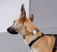 Dog wearing a harness with Black dog collar and Round, white airtag holder with colourful specks on a light grey background