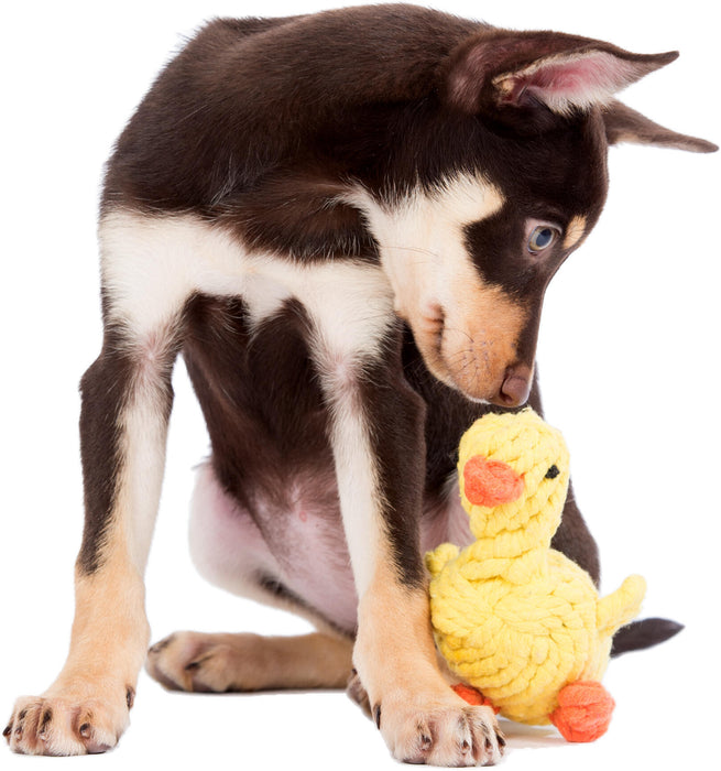 Dog playing with the yellow knotted duck toy by Laboni.