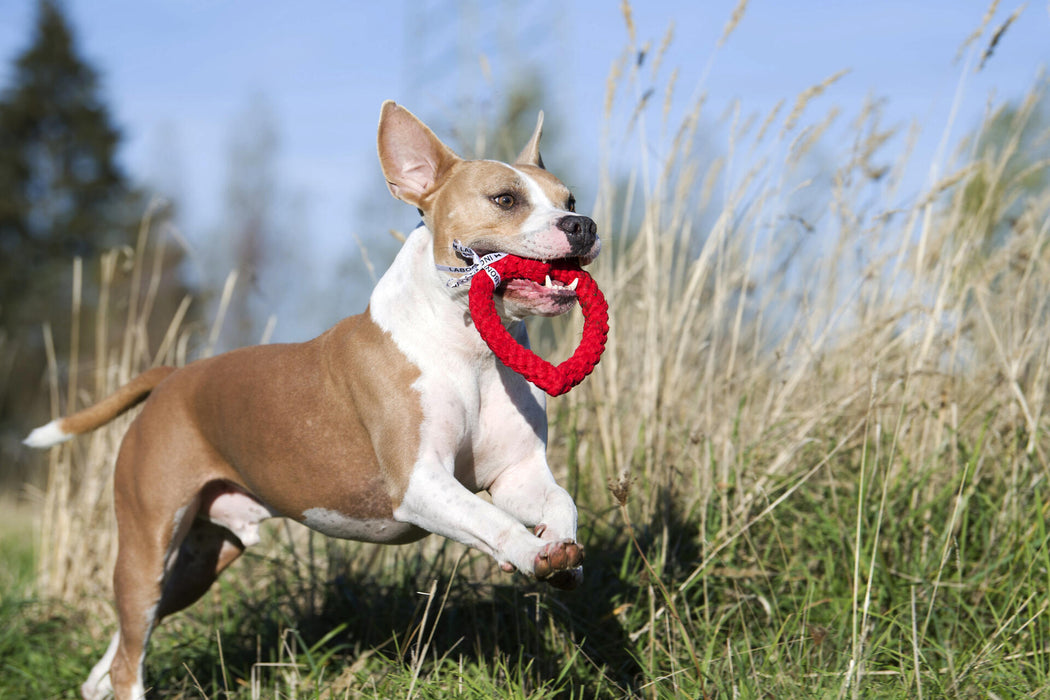 Dog running with the LABONI heart shaped dog toy