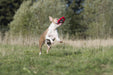 Dog catching the Red Knotted love heart toy by laboni in mid-air