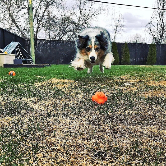 Crazy Bounce Dog Ball/Chew Toy