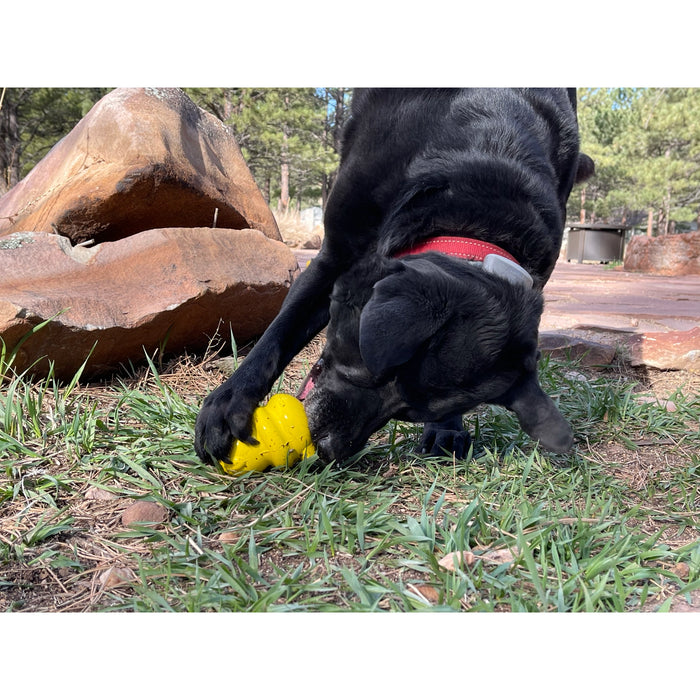 Honey Bear Treat Dispenser Enrichment Toy for Dogs