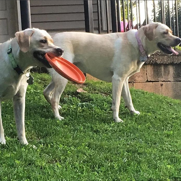 Rubber Frisbee for Dogs