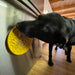 Dog licking a duckies lick mat on fridge door