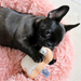 A happy French bull dog with their Midlee Sugar Cookie Bunny Dog Toy