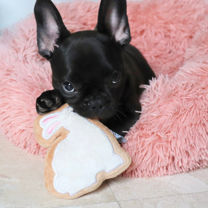 A french bulldog lying in their bed with the Midlee Sugar Cookie Bunny Dog Toy