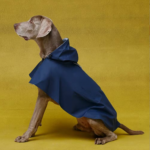 Weimaraner Dog Wearing a Navy Blue Dog Cape. It is sitting on a yellow backdrop