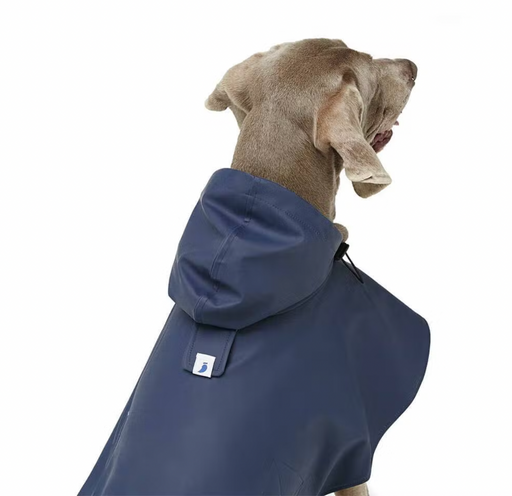 Close up of a Weimaraner Dog Wearing a Navy Blue Dog Cape. It is sitting on a white backdrop.