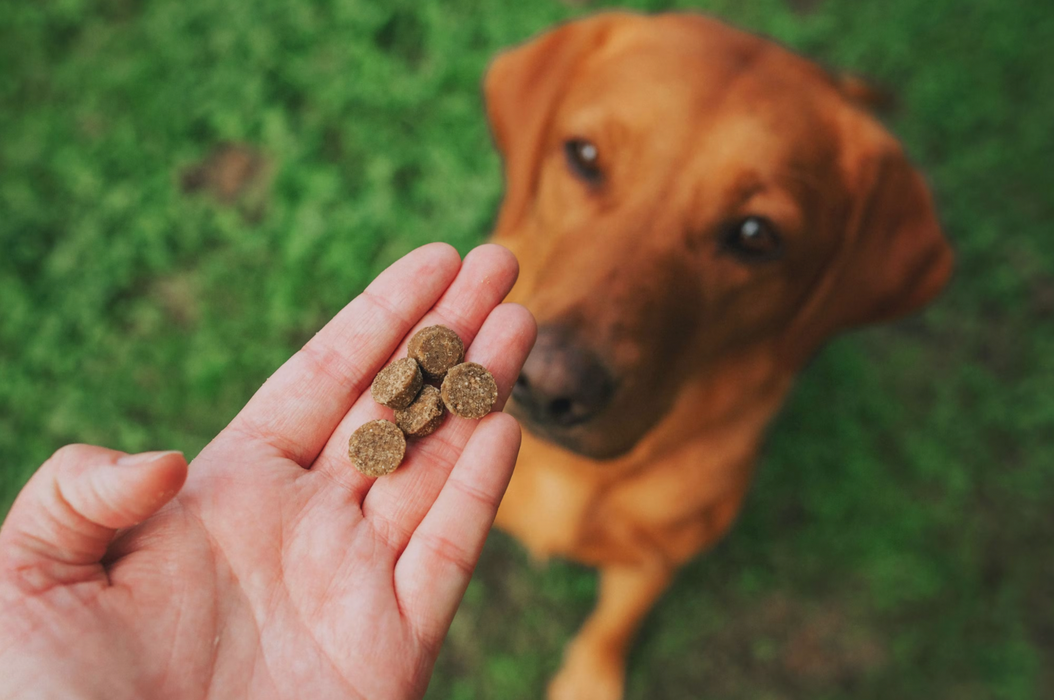 Someone holding up some Denzel's Dog Treats in front of their golden labrador.