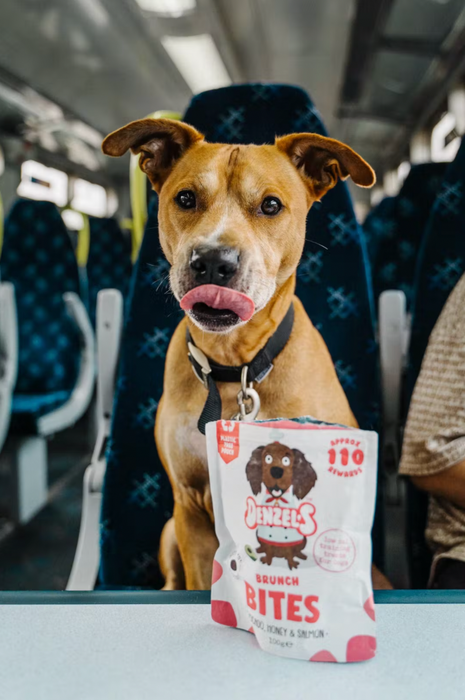 A dog sitting in the train with a bag of Denzel's brunch dog bites on the table.