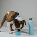 Dog drinking from the removable silicone bowl of the Sky Blue "Dog & Me" Reusable Insulated Bottle. The bottle features a brushed chrome top with handle.