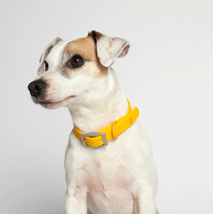 Rose W. Waterproof Dog Collar