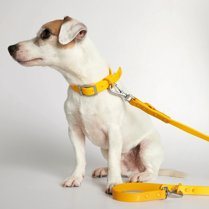Rose W. Waterproof Dog Collar