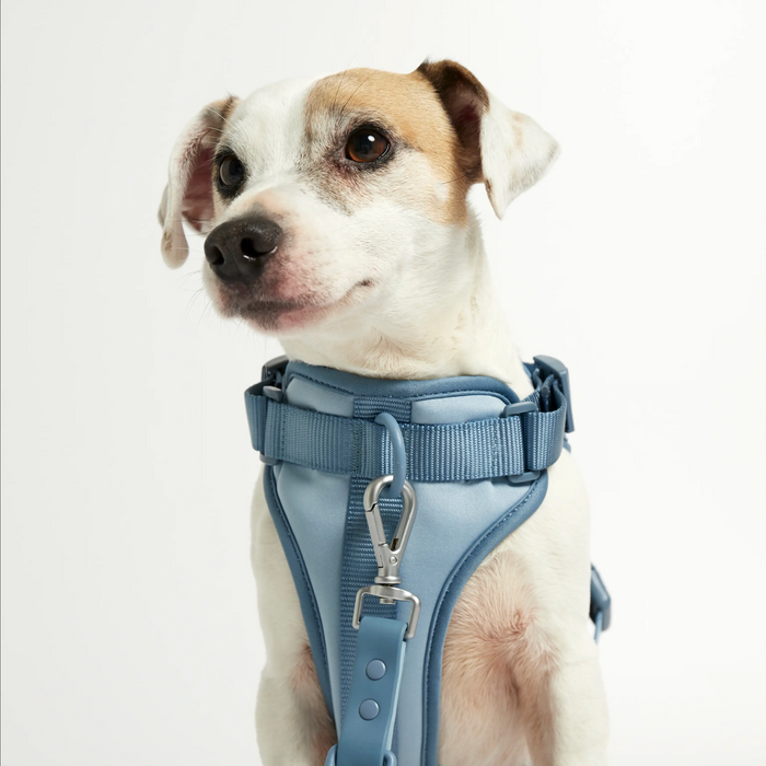 Rose W. Harness for Dogs