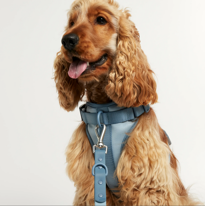 Rose sales dog harness