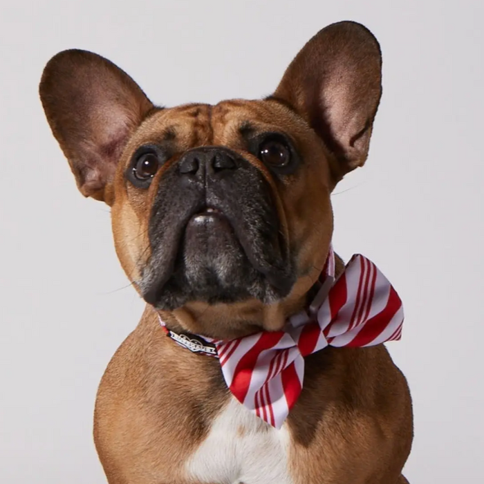 Confetti Dog Collar & Bowtie