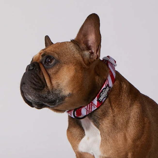 Confetti Dog Collar & Bowtie