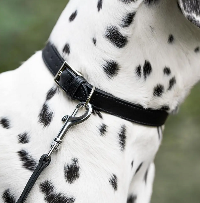 Eco Leather Dog Collar