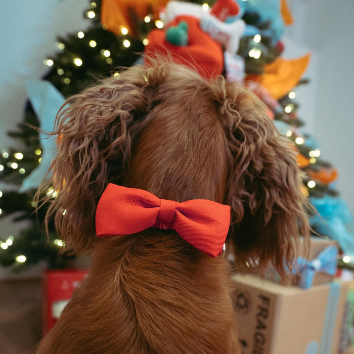 Dog Red Bow Tie & Collar