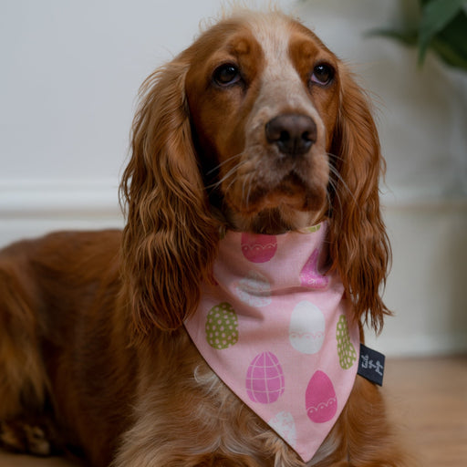 Pink easter egg motif bandana with light green, pink and white easter eggs. The dog bandana is modelled by a golden cocker spaniel.